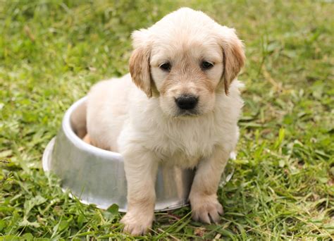 golden retriever boy personality|Golden Retriever Personality Traits & Facts 